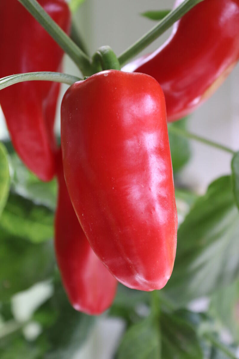 Bild: Pflanzensamen | Snack-Paprika rot